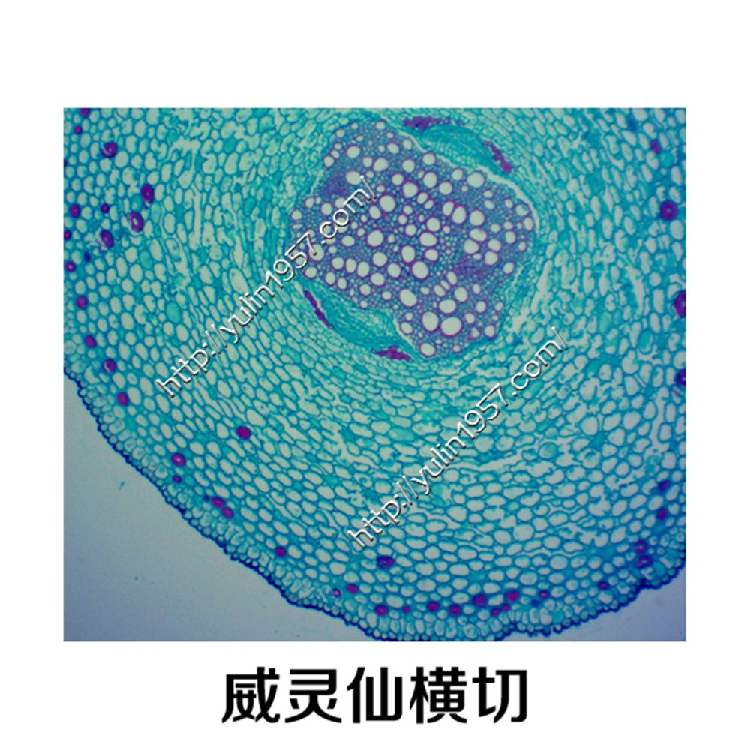 生物实验玻片 雨林生产厂家 切片标本 教学仪器 威灵仙横切