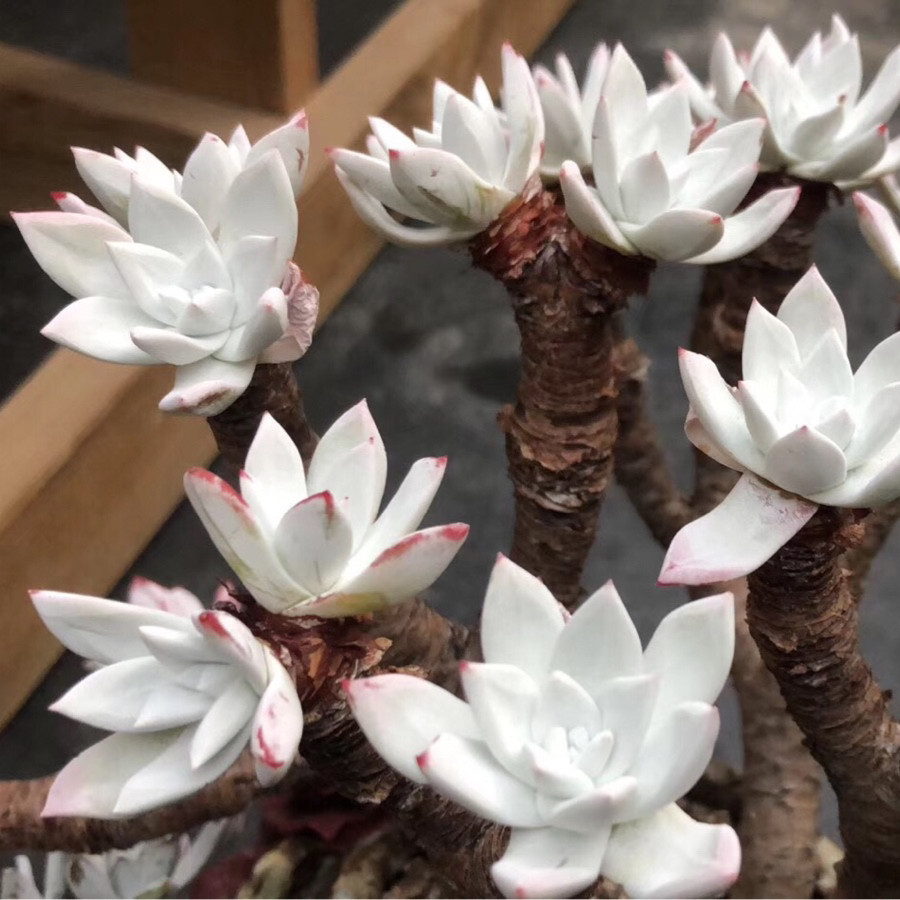 刘家仙女杯 法瑞诺莎 大花朵圆叶 诺玛苹果叶 象牙叶韩国进口多肉