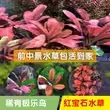 自养水下叶中前景水草极乐鸟粉红叶水草缸淡水鱼缸造景红宝石椒草