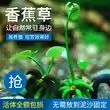 草香蕉草鱼缸装饰前景