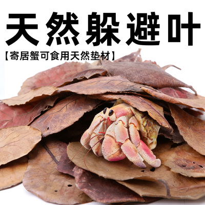 寄居蟹天然躲避叶子 榄仁叶 龙眼叶 可食用垫材垫料造景装饰