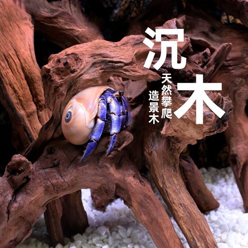 杜鹃根造景寄居蟹攀爬躲避