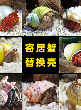 寄居蟹替换壳～房子大号小号天然贝壳海螺壳摆件装饰鱼缸造景备用