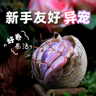 萌宠陆生寄居蟹活体~好养易活 桌面萌宠 淡水观赏蟹螃蟹儿童礼物