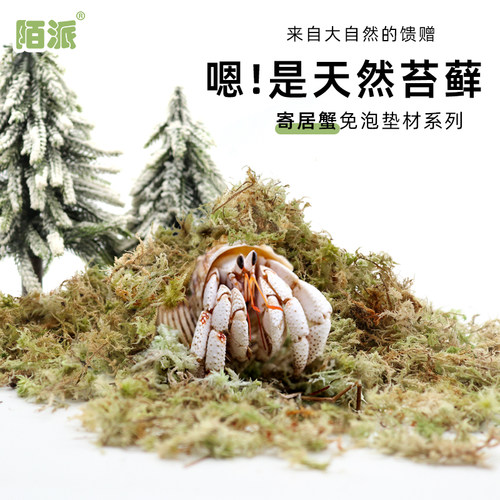 寄居蟹保湿苔藓垫料高保湿不积水