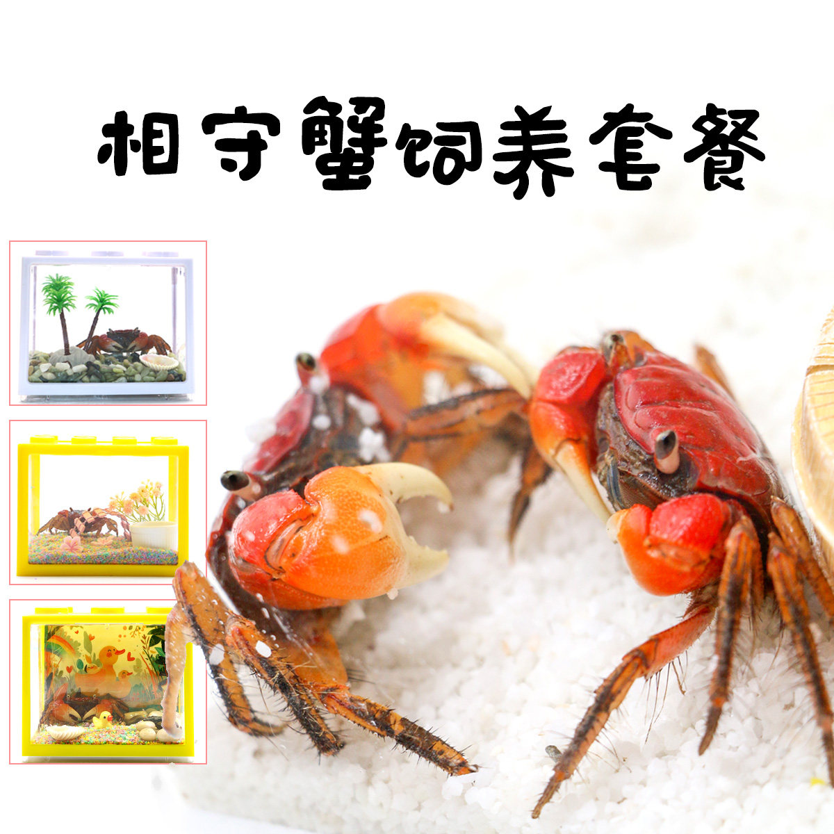 网红相手蟹专用饲养盒 新手饲养套餐套装 相守蟹专用创意爱意礼物