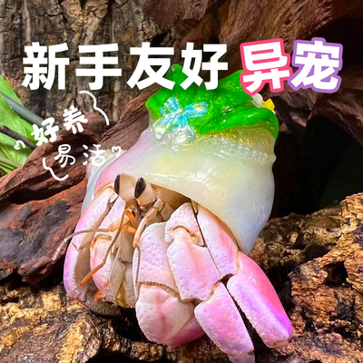 萌宠陆生寄居蟹活体～好养易活