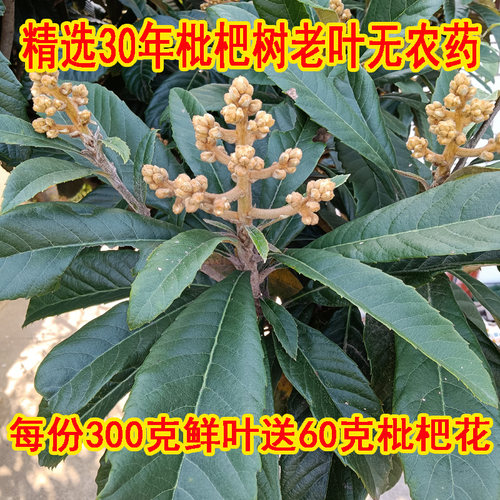 枇杷花销量排行榜 枇杷花品牌热度排名 小麦优选