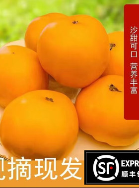 内蒙古五原新鲜黄柿子沙瓤自然成熟现摘黄西红柿水果番茄蔬菜生吃