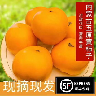 内蒙古五原新鲜黄柿子沙瓤自然成熟现摘黄西红柿水果番茄蔬菜生吃