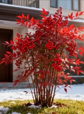 南天竹盆栽老桩客厅落地绿植室内禅意造型南天竺大型植物中式书房