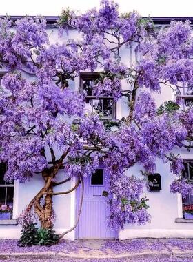 紫藤花树苗别墅庭院耐寒普罗旺斯爬藤植物多花紫藤大型耐寒风景树