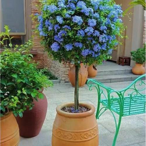 蓝雪花庭院花卉盆栽特大棒棒糖
