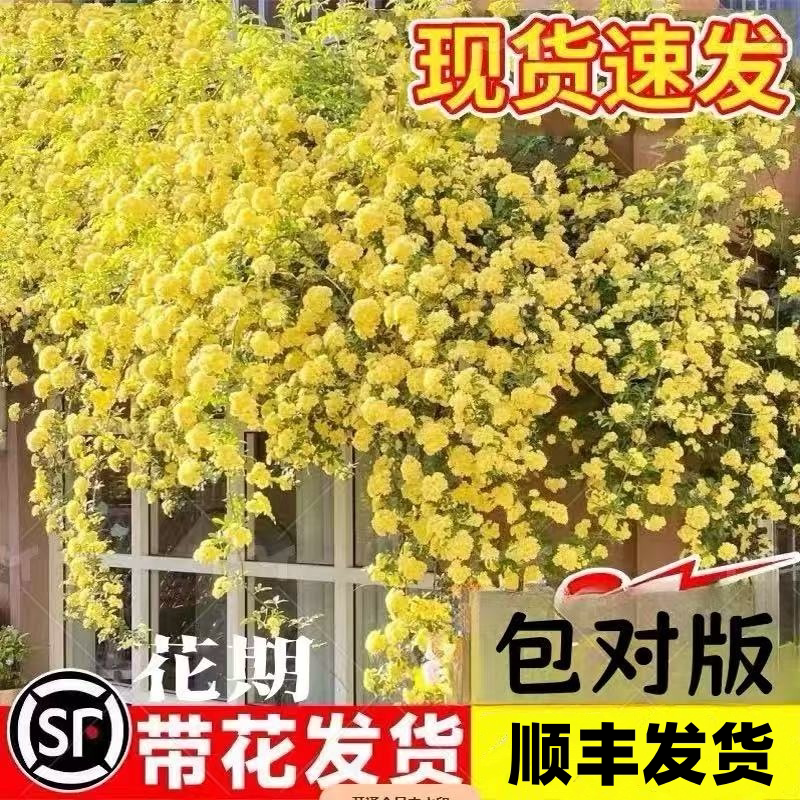 黄木香浓香重瓣开花爬藤老桩大苗图片