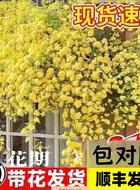 黄木香花苗爬藤植物重瓣红白木香树苗老桩阳台庭院多季开花卉盆栽