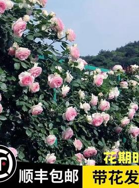 蔷薇花苗藤本月季墙微花树庭院爬藤植物花卉盆栽阳台玫瑰多季开花