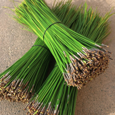 新鲜松针松叶野生马尾松针湿地松针现摘发货泡茶泡酒松针蒸笼垫底