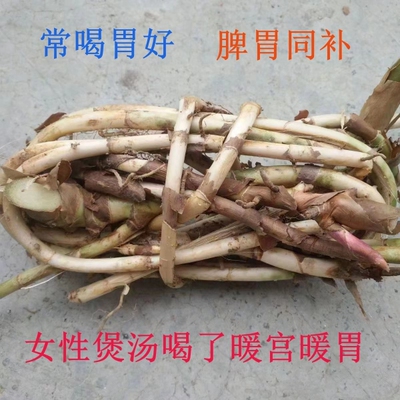 阳江阳春特产新鲜 春砂仁根生砂仁茎天然种植沙仁藤砂仁颈1斤包邮