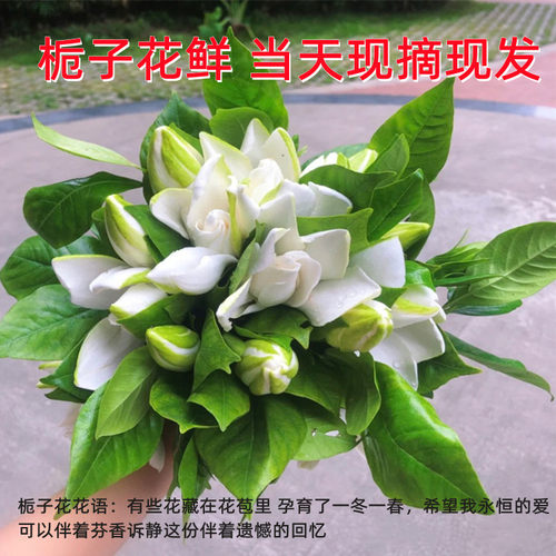 栀子花白兰花鲜花客厅5月