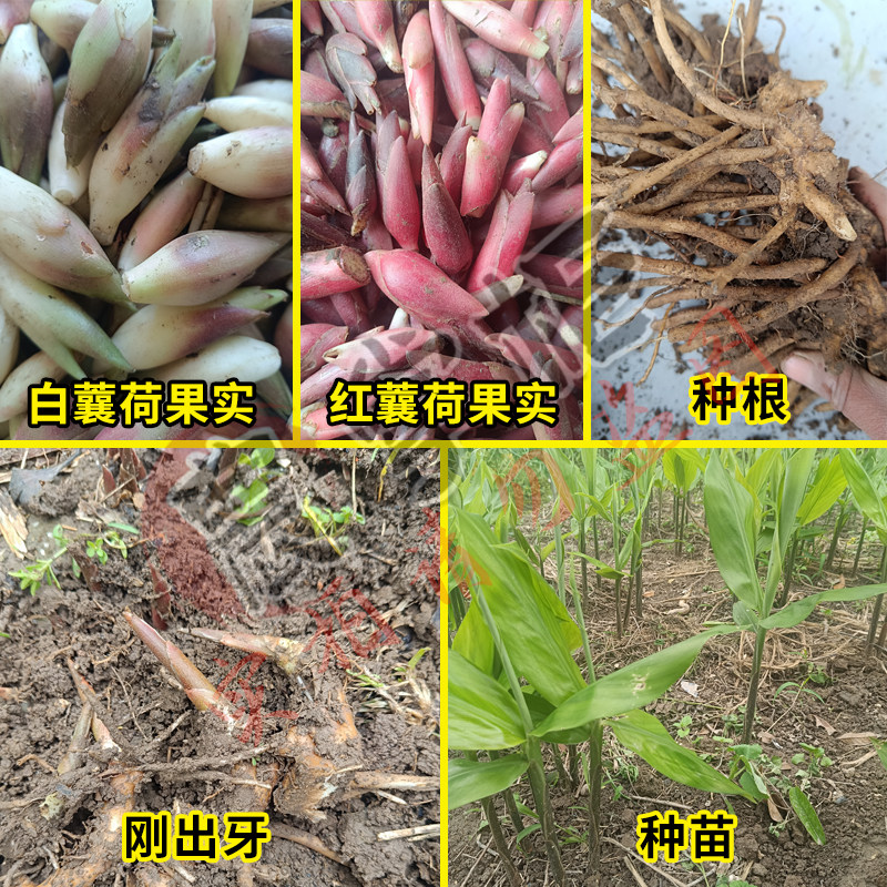 江苏南通白蘘荷根种植白阳荷根苗如皋阳荷种根白洋荷红蘘荷现挖
