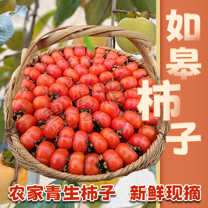 如皋农家柿子新鲜生柿子甜柿子老品种软柿子现摘现发青绿柿子包邮