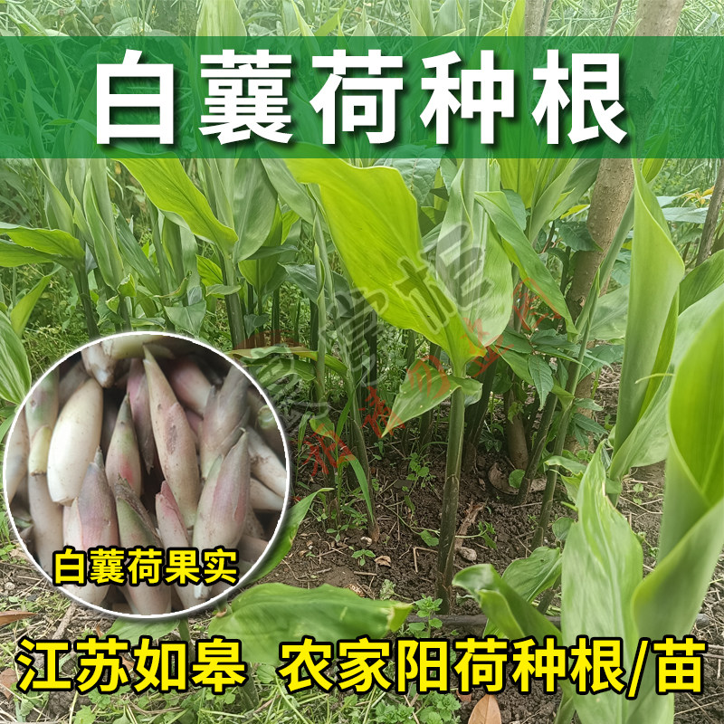 江苏白阳荷种根如皋蘘荷根苗南通农家红洋荷苗现挖阳藿姜种根带泥