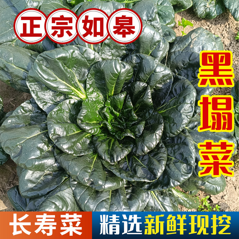 如皋黑塌菜新鲜霜冻趴趴菜国家地理标志特产菜时令冬季蔬菜黑塔菜,水产肉类/新鲜蔬果/熟食,叶菜类,淘宝优惠券,粉丝福利购,淘宝优惠卷