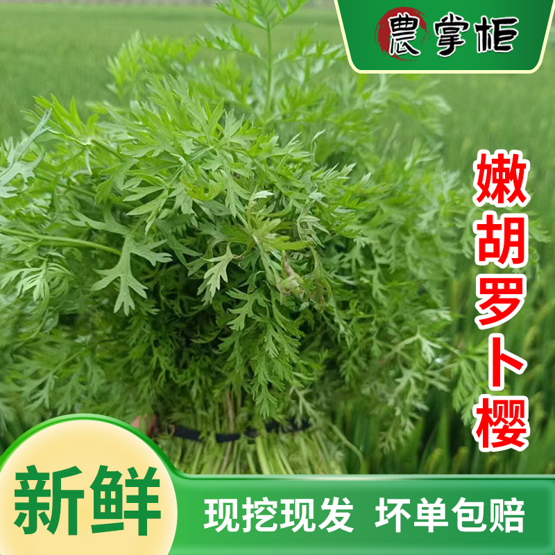 新鲜如皋萝卜樱现摘胡萝卜叶农家