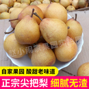 东北正宗尖把梨辽宁特产秋子梨冻梨葫芦尖把梨5斤酸甜软梨小酸梨