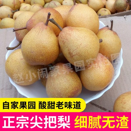 东北特产正宗尖把梨小酸软梨