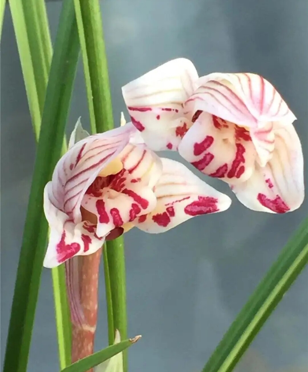 剑阳蝶 莲瓣兰蝶花幽香型兰花带