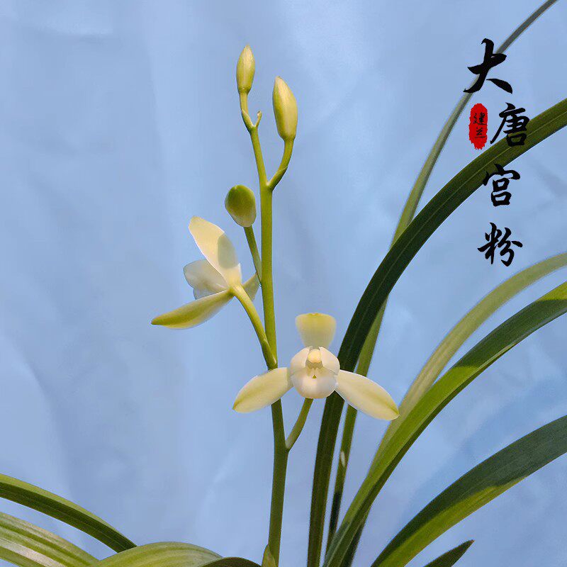 大唐宫粉 建兰四季兰 兰花浓香花卉阳台客厅室内外绿植盆栽易养活
