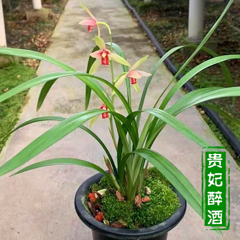 贵妃醉酒 建兰浓香型兰花红素盆