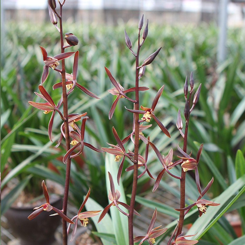 金华山 金嘴金边墨兰报岁兰 叶艺室内客厅花卉兰花苗植物盆栽包邮