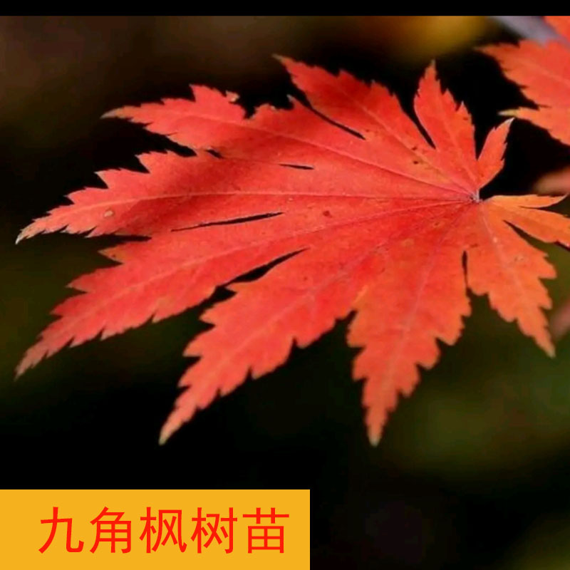 东北红叶九角枫树苗红枫观赏树庭院景观绿化苗盆栽北方彩叶树