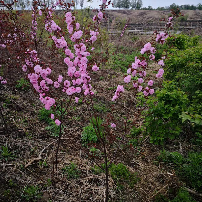 东北耐寒花树榆叶梅红叶榆叶梅树苗大苗当年开花庭院景观保真包活