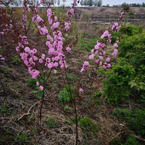 东北耐寒花树榆叶梅红叶榆叶梅树苗大苗当年开花庭院景观保真包活