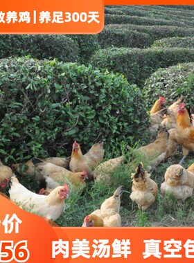 固始散养老土母鸡茶园牧养柴鸡走地鸡整只现杀约1200g/只真空包装