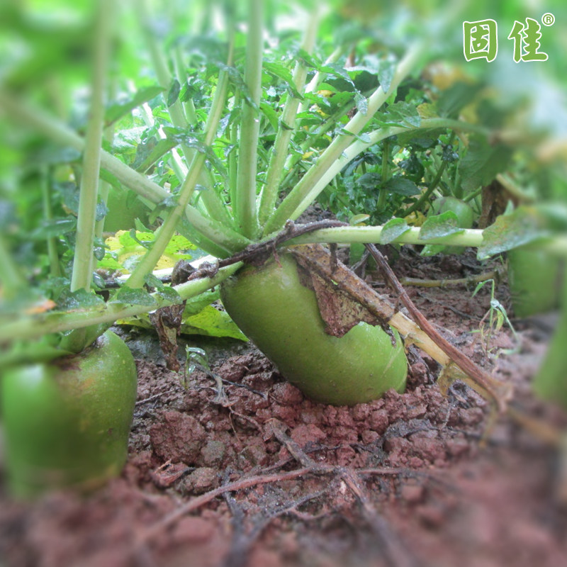 固始水果萝卜河南固始特产嫩头青蒋集徐集农家水果萝卜5斤,水产肉类/新鲜蔬果/熟食,其它,淘宝优惠券,粉丝福利购,淘宝优惠卷