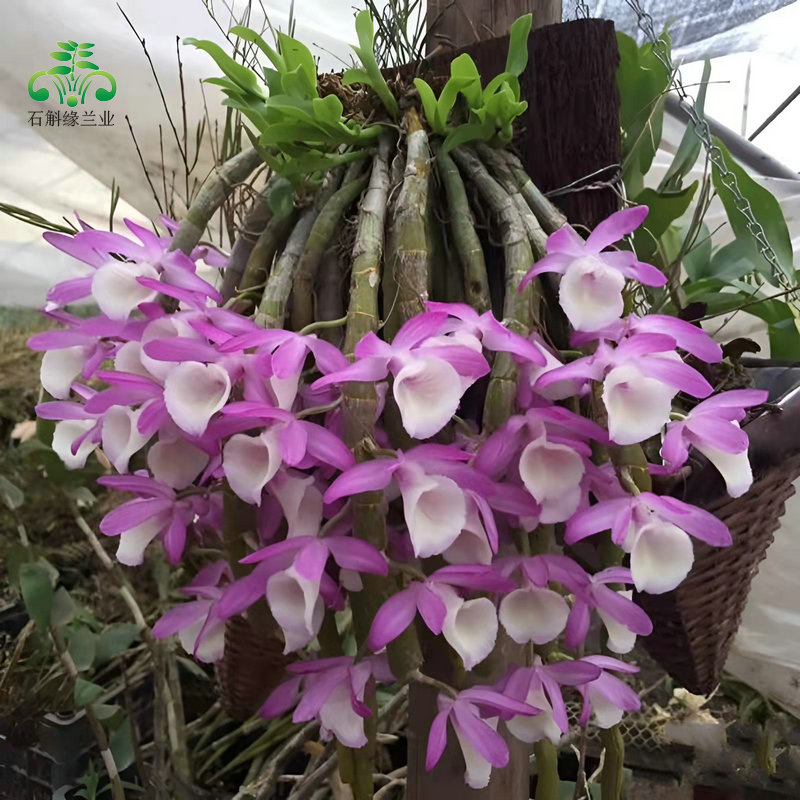 原生裸根报春石斛盆栽绿植物客厅庭院阳台室内木板栽好吊兰花卉苗