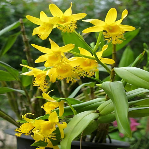 长苏石斛吊兰花卉室内阳台盆栽流苏绒毛小鼓槌无土水培喜阴绿植物