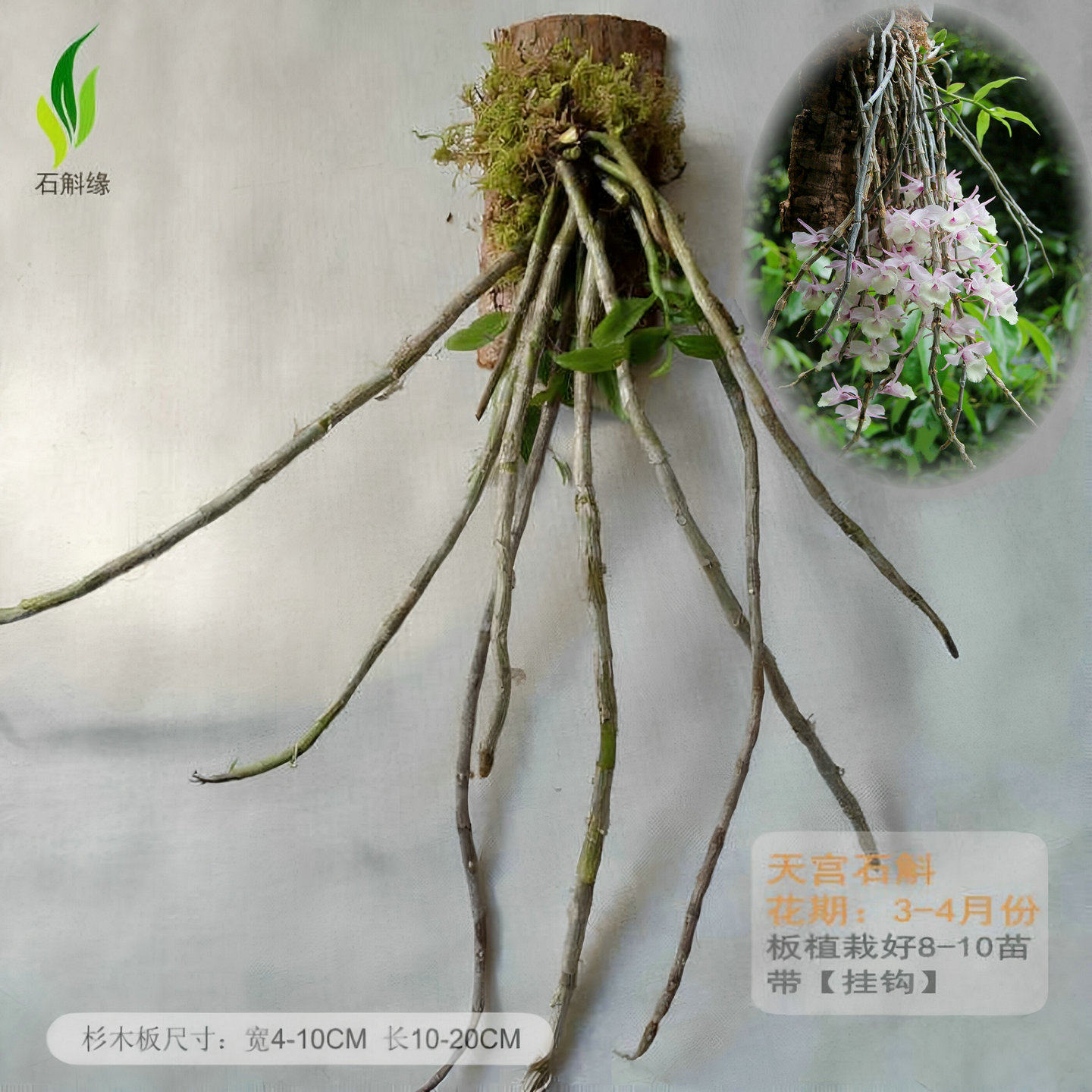 杉木板栽天宫报春石斛吊挂兰花卉盆栽室内窗台原生净化空气绿植物