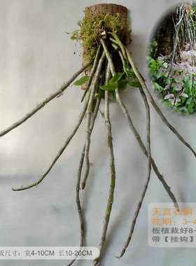 杉木板栽天宫报春石斛吊挂兰花卉盆栽室内窗台原生净化空气绿植物