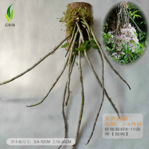 板植石斛吊兰盆栽石斛兰花卉