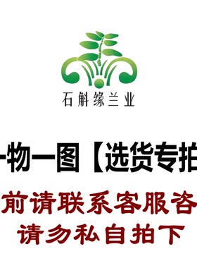 石斛吊兰盆栽精选货一物一图原生带根苗各种庭院室内花卉绿植物