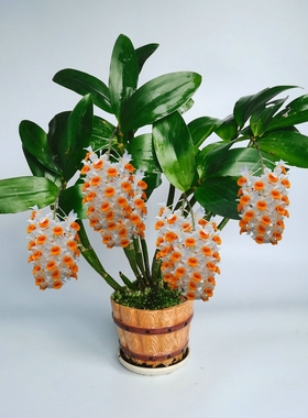 球花石斛带根盆栽庭院室内窗阳台四季常青绿植寄生吊兰带根花卉