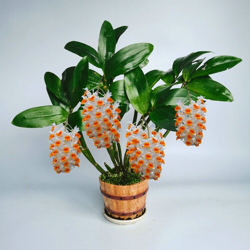 球花石斛带根盆栽庭院室内窗阳台四季常青绿植寄生吊兰大苗带花苞