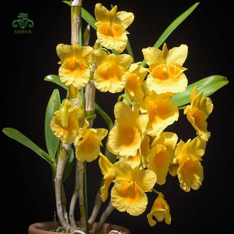 板植短棒石斛盆栽种苗室内窗阳台客厅观赏原生吊兰花卉植物带根