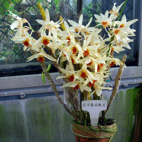 石斛缘尖刀唇石斛兰盆栽花卉浓香