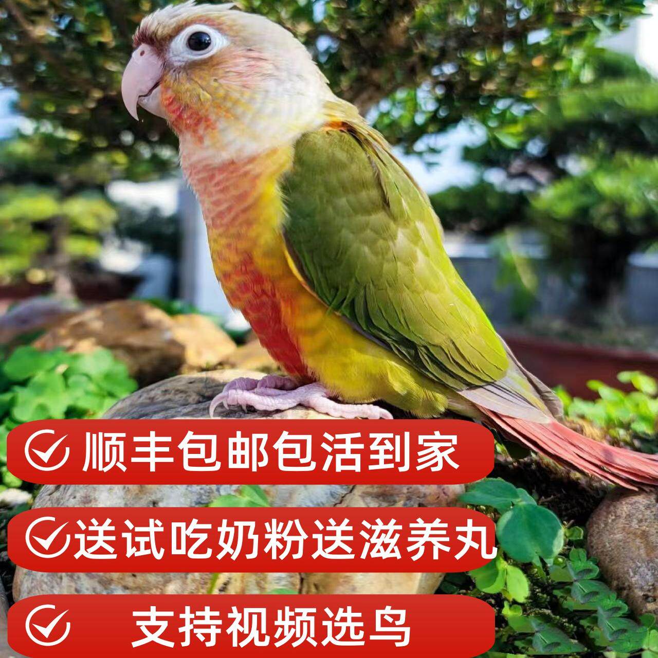 小太阳鹦鹅活鸟半毛凤梨黄边绿颊特种养殖鸟类宠物